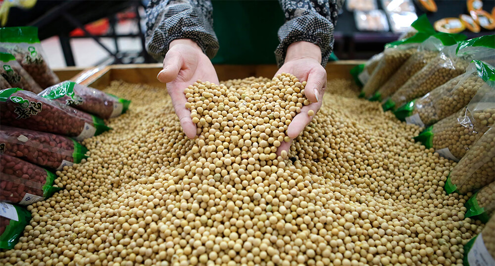中美贸易战下，进口巴西大豆要避开的几个清关雷区-广州货代